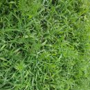 산내들흑염소 이미지