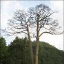 극락왕생 이미지