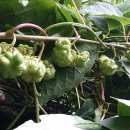 개다래효소 효과없는이유?-개다래즙 개다래먹는방법 개다래효능부작용 주의사항 이미지