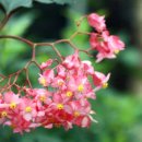 베고니아 이미지