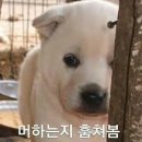 똥강아지 브런치