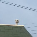 강아지세상 이미지