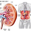 당뇨합병증 : 만성신부전증 이미지