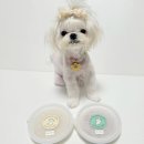 마이 비러브드 퍼피 | [마이 비러브드 퍼피] 고구마치즈스프 &amp; 소고기야채죽