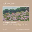 부천여월초등학교 | 부천 백만송이장미원 I 서울 근교 6월 꽃구경 갈만한곳 사진 팁