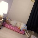 애견천국 | 남양주 별내 대형견 애견카페 개떼놀이터 포토존 천국 남양주점 다녀온 후기