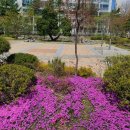 패랭이공원 이미지