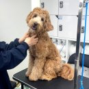 견공간샵 | 부천 애견미용학원 가정견 실습 : 실전같은 배움의 현장 후기