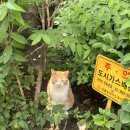 포그(pog) 이미지