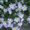 쑥부쟁이 이미지