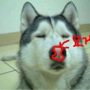 이쁜 강아지 이미지