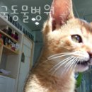 송도건국동물병원 이미지