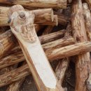 산림놀이 이미지