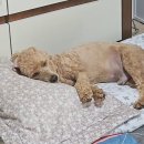 댕화살롱 이미지