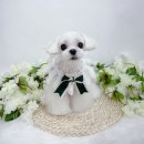 벨몽드펫 이미지