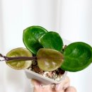 동글댕글 이미지