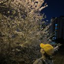 덕일초등학교 | 전주 벚꽃 명소 추천, 야간 벚꽃 / 하가지구 천변 / 2023년 실시간 개화 상태