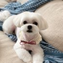 베이글버트그루밍