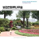 증평 6월 꽃과 쉼이 있는 보강천미루나무숲 산책