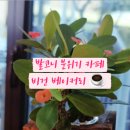 카페발코니&쌀식빵
