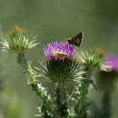 오늘의탄생화-(10월21일) 🌸 엉겅퀴(Thistle) 이미지