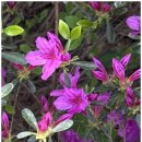 복코돼지 이미지