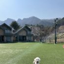 멍텐션 | 가평 애견펜션 추천 멍밸리 후기 🐶 강아지랑 1박 2일 여행