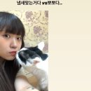 냥냥이 캔따개 이미지