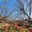 상춘꽃농원 이미지