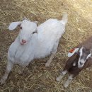 승원보아 염소나라 이미지