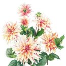 보태니컬 이미지