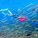 은빛파랑 | 보홀 나팔링 현지투어 히낙다난 동굴 보홀 여행 코스 일정