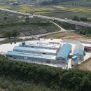 순우리인삼 이미지