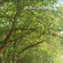 보현산 약초마을 이미지