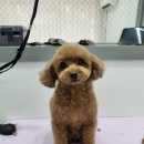 아임댕댕 이미지