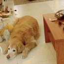 향 수놓다 이미지