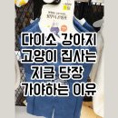 씨엘로펫 | 다이소 반려동물 한복 곤룡포 강아지 고양이 펫 용품