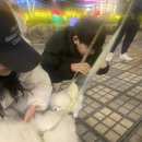 솜복솜복 이미지
