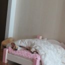 베스트 애견 이미지