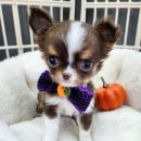 내 품안의 반려견(강서점) 이미지