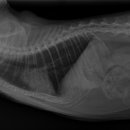 카카오 N 동물병원 이미지