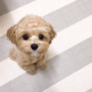 송지원 이미지