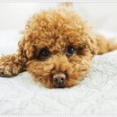 펫퍼스트 24시 강아지분양 고양이분양 파주운정점 이미지