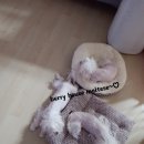 베리하우스 켄넬 이미지