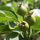 배나무농장 이미지