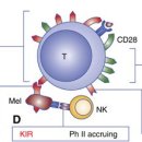 Re: Immune modulation for cancer therapy - 암세포 치료의 최신개념 면역조절 이미지