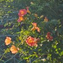 (주)자연드림 부산화명점 | 7월 부산 꽃구경 명소 화명생태공원 능소화 터널 실시간 개화상황