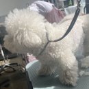 야옹아 멍멍해봐 미용실 이미지