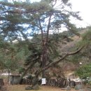 참소오리 이미지