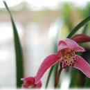 꽃보다 보세 이미지